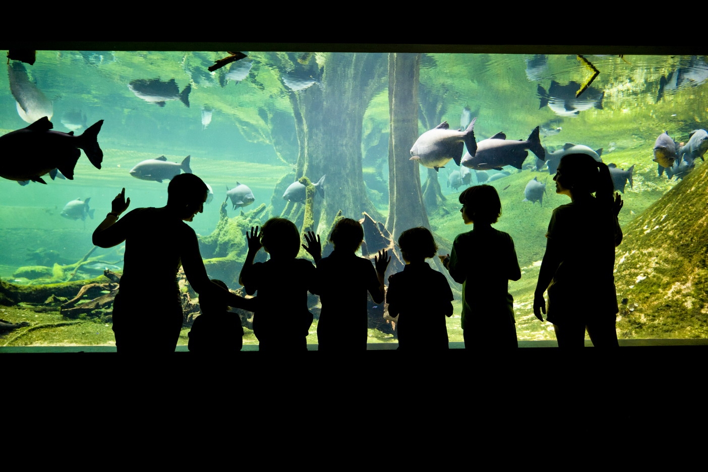 Family with kids observing fish swimming in a gigantic aquarium at CosmoCaixa science museum.