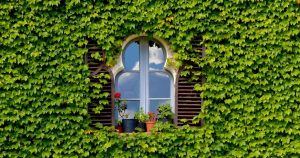 Beautiful window surrounded by ivy plants on a house at the wine country near Barcelona.