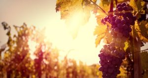Grapes hanging from the vines during sunset at a local wine estate close to Barcelona.