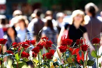 red roses with people in the background