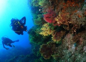 Couple of divers exploring underwater corals in the Mediterranean.